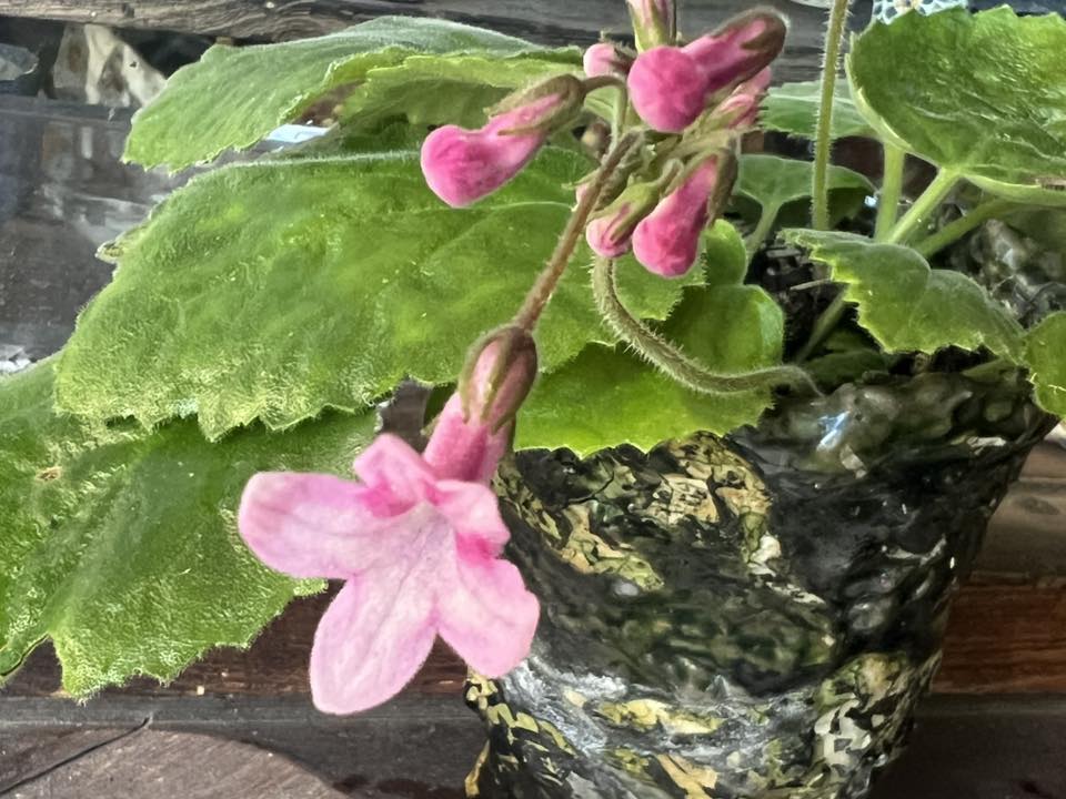 作家紹介